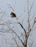 Bald Eagle 6713